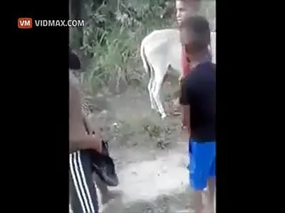 Young village tries to have sexy time with a donkey, learns the hard way that's not a good idea.