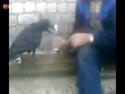 Russian guy gives a crow some of his vodka.