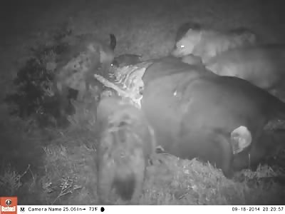Time Lapse of Hyenas Devouring a Water Buffalo Carcass